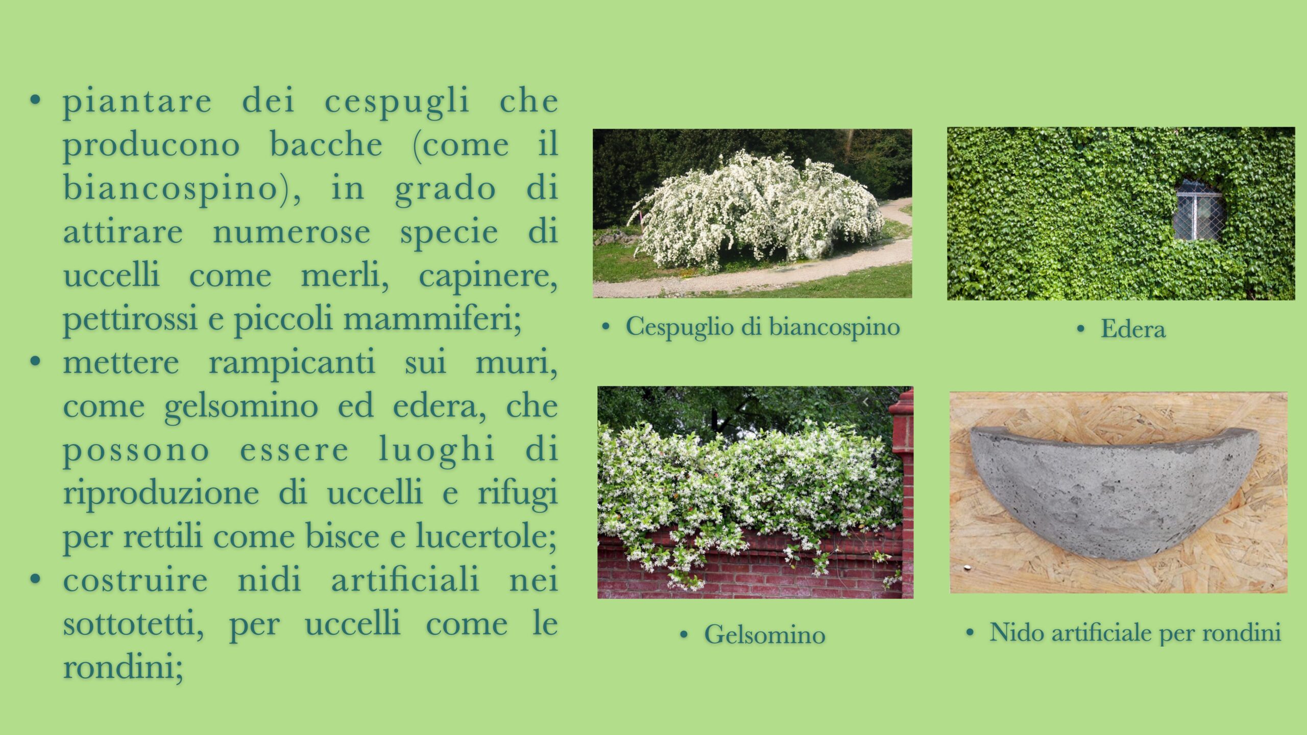 Un giardino da vivere 4
